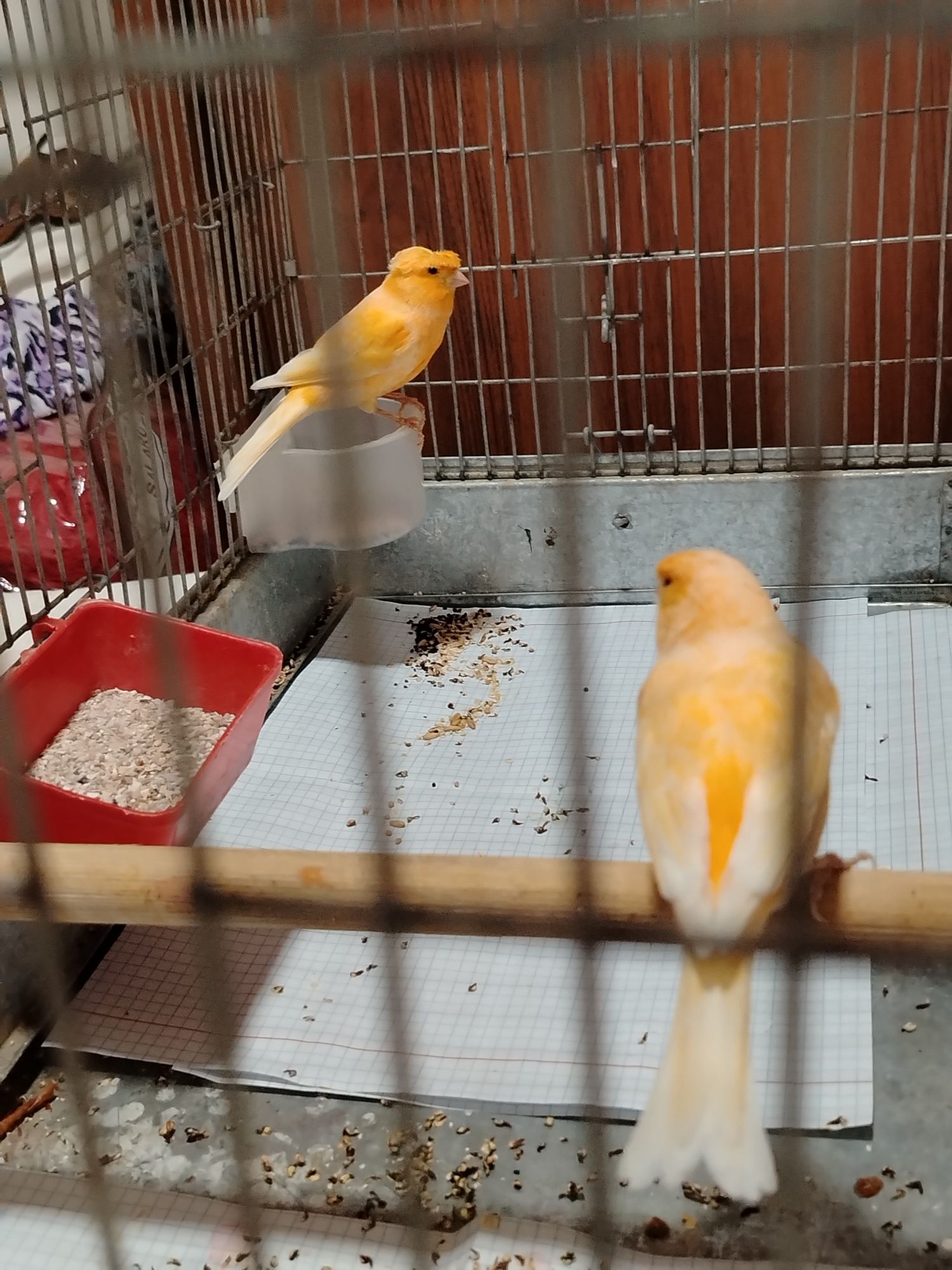 Продаётся пара Канарейка шмель