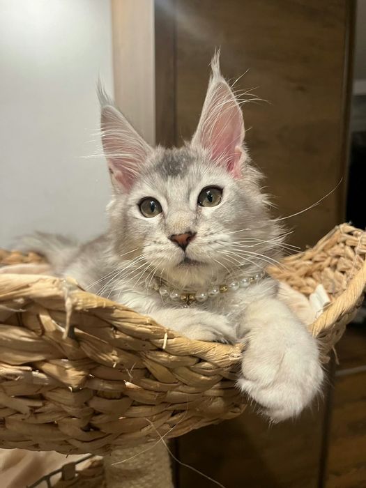 Baietel Maine Coon PEDIGREE Felisa