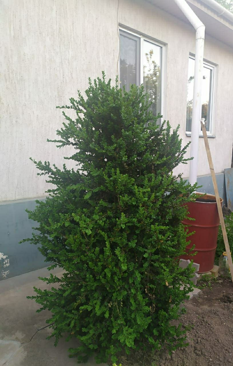 Продам кустарник Самшит (2 дерева)