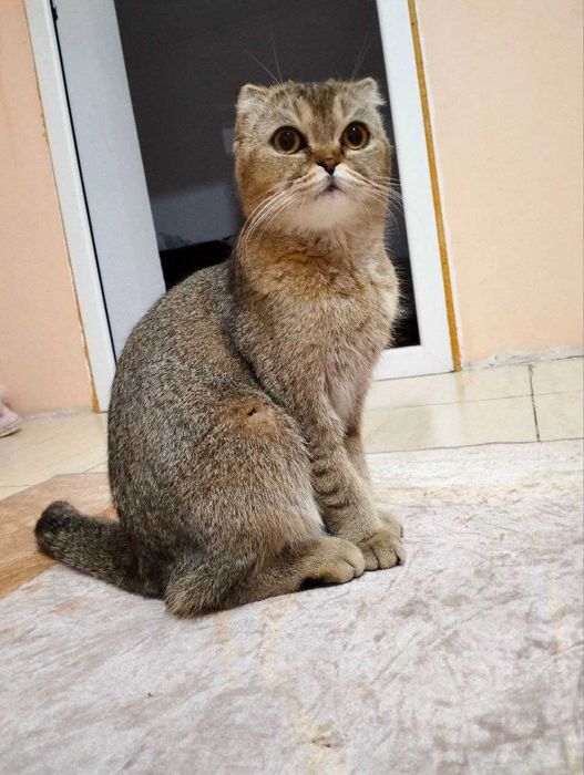 Кошка скоттиш фолд
