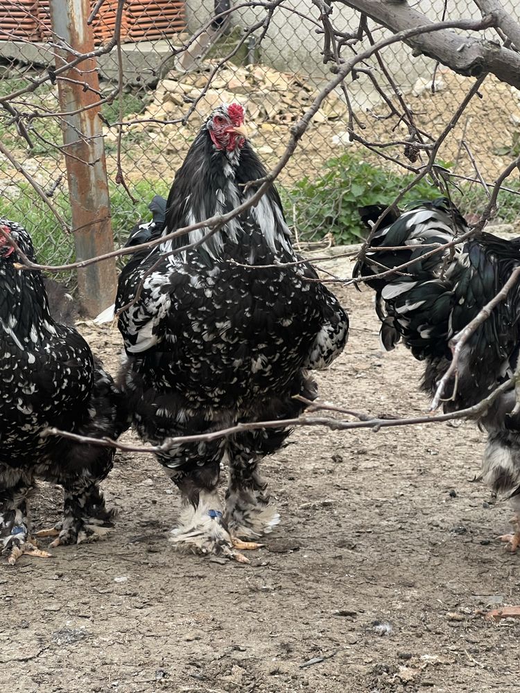 Продавам разплодни яйца от Мозаечна брама/Mottled Brahma