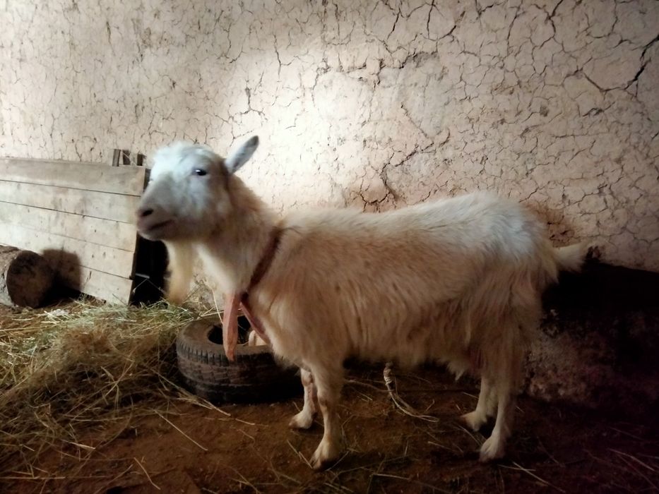 Занен ешкі екі лагымен 3 күн болды туганына