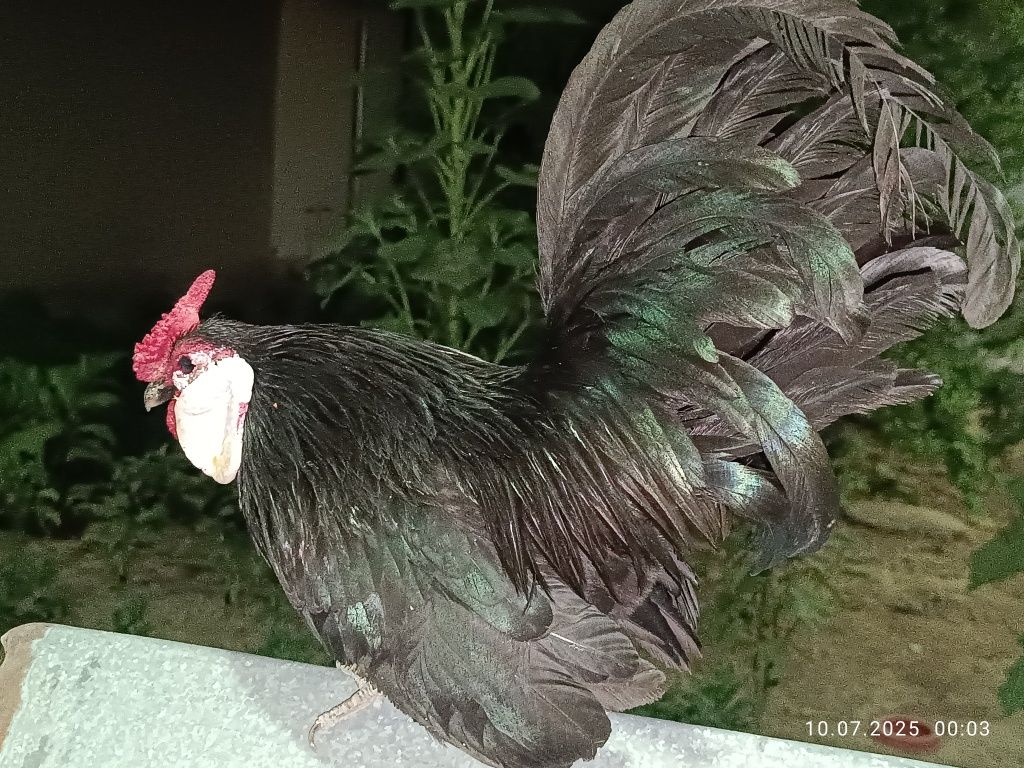 Ko shamo bilan bantam