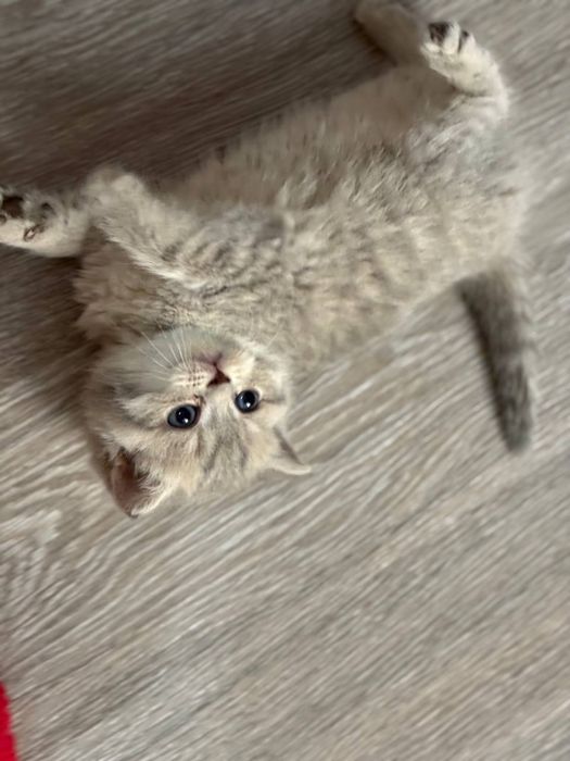 Шиншила котёнки