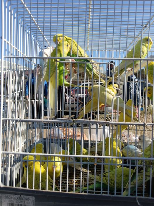 Papagali Peruși  angro