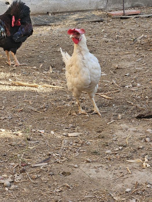 Петухы Хан хаяп, хурозлари