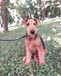 femela airedale terrier calitate deosebita