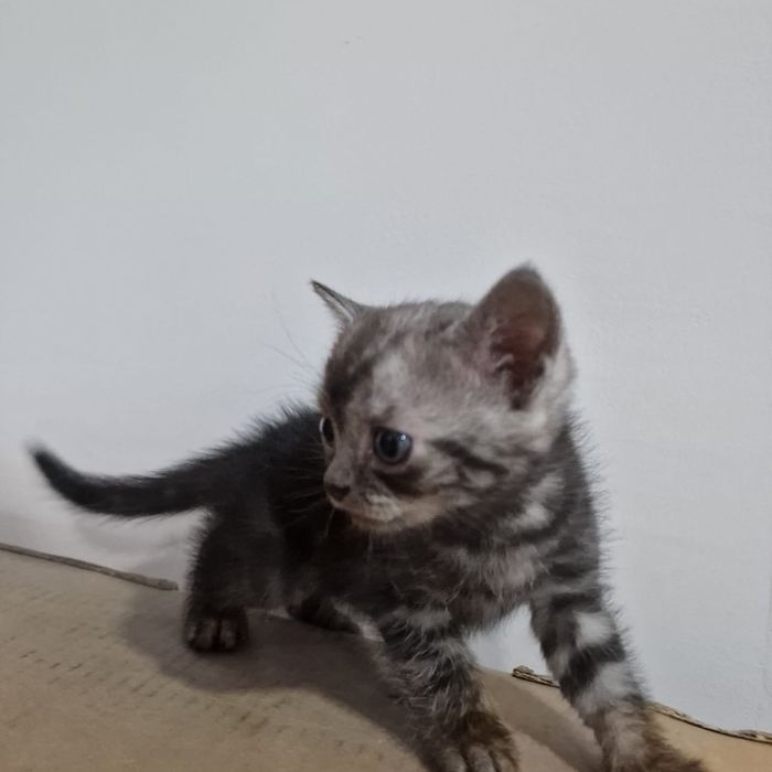 Продам котят британцев