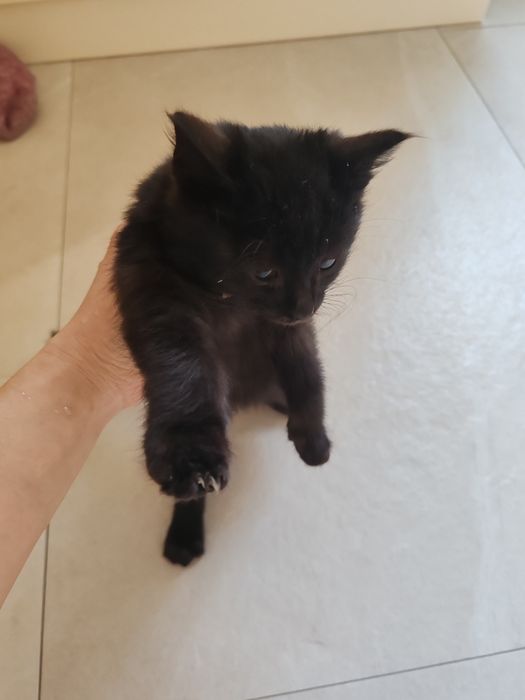 Отдам котёнка даром! Срочно