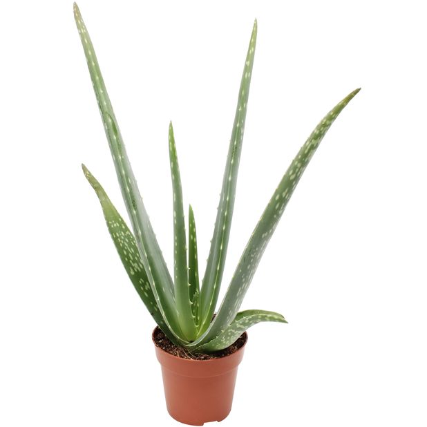 Aloe vera barbadensis 5ani