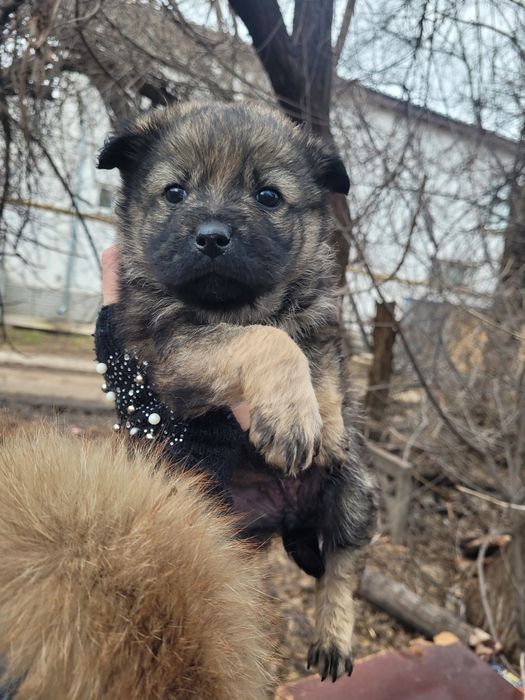 Милые девочки ищят дом