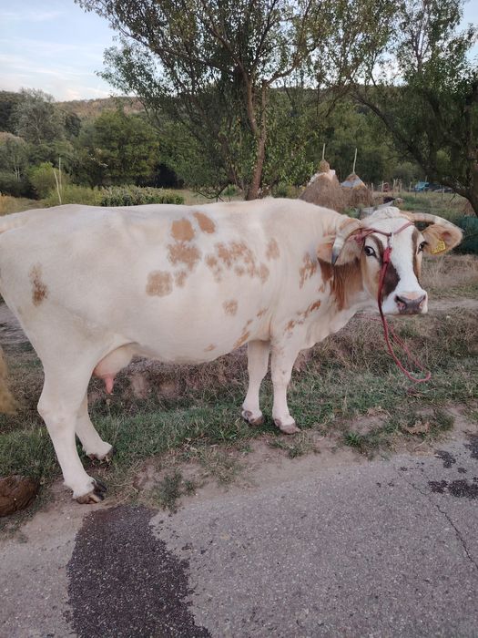 Vând Vaca , Bălțată Românească cu vițea de  8 luni.