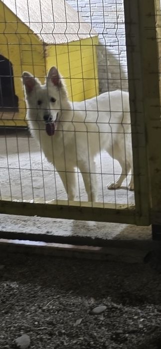 Pereche Ciobanesc elvetian pedigree tip A