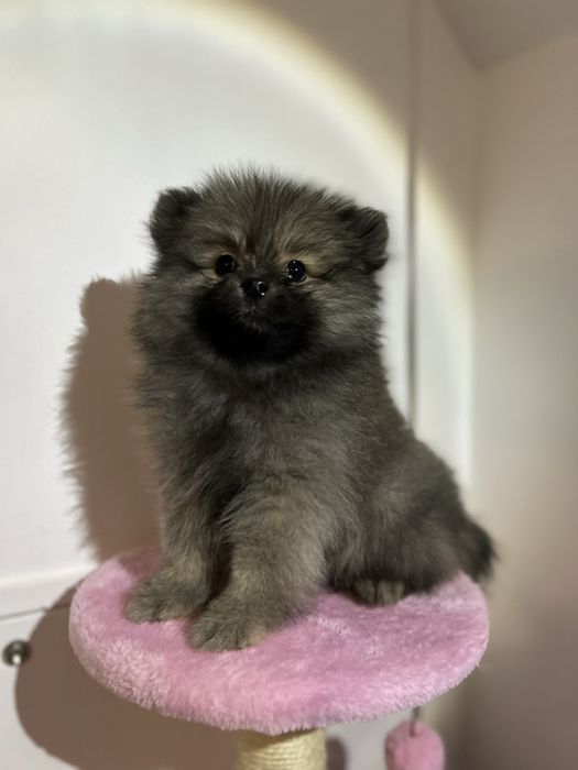 Baietel Pomeranian disponibil