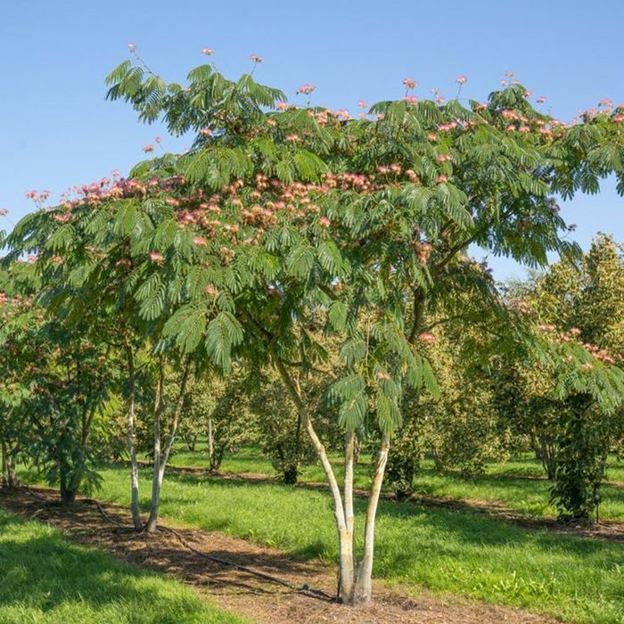Arborele De Matase -Albitia