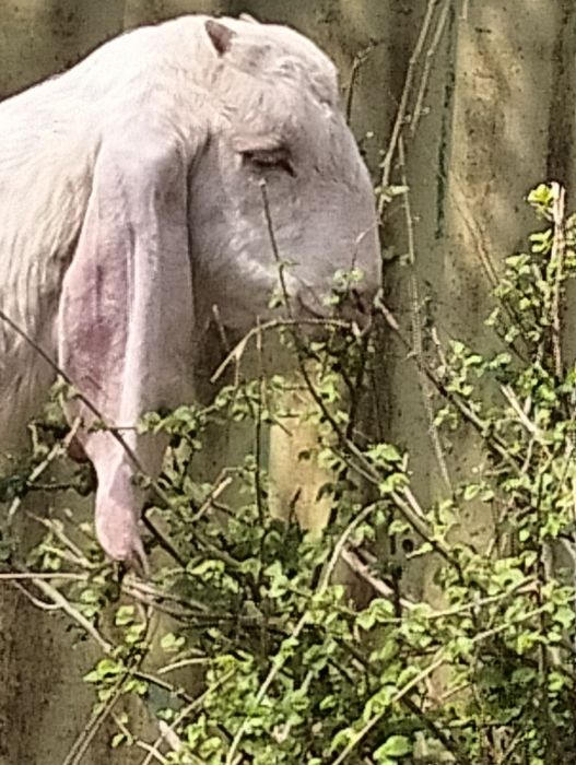 Продаю продукты из козьего молока. Кефир, молоко, творог, сметану т.д.