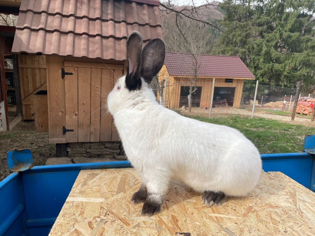 Iepuri Berbec German și Urias de Transilvania