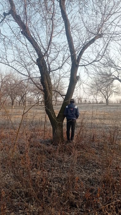 Ўрик таналари бор сотилади кесилмаган турганича сотилади