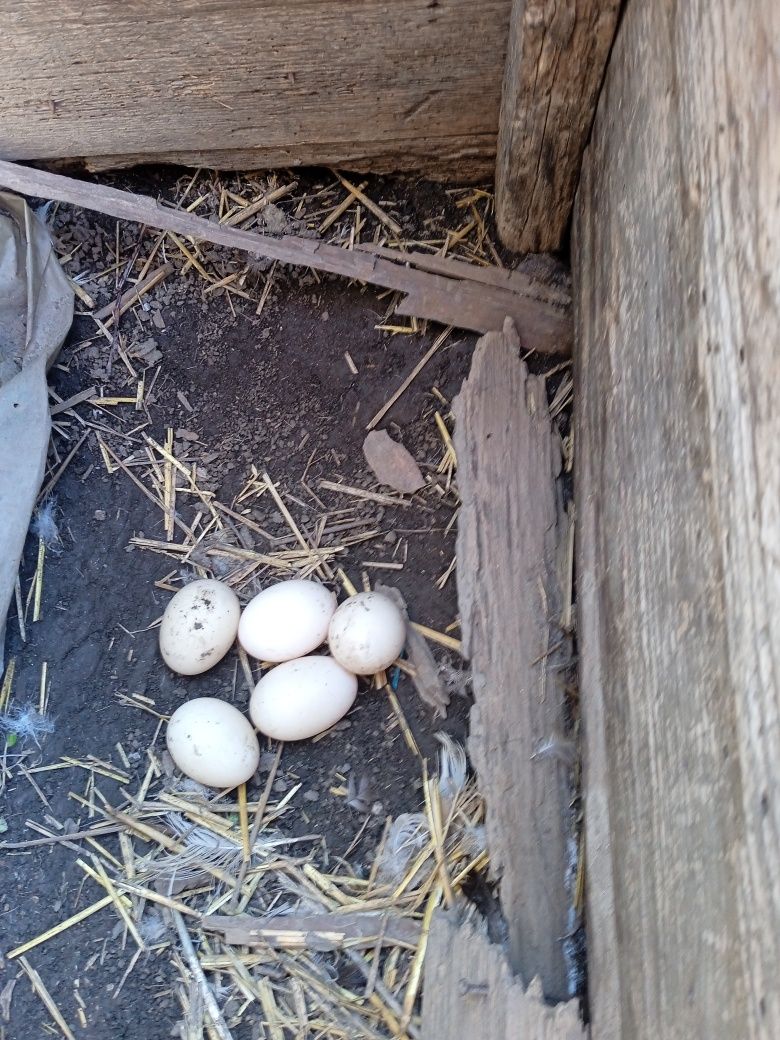 Ouă proaspete de țară ecologice de găină și rață