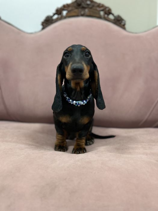 Mascul teckel cu Pedigree FCI