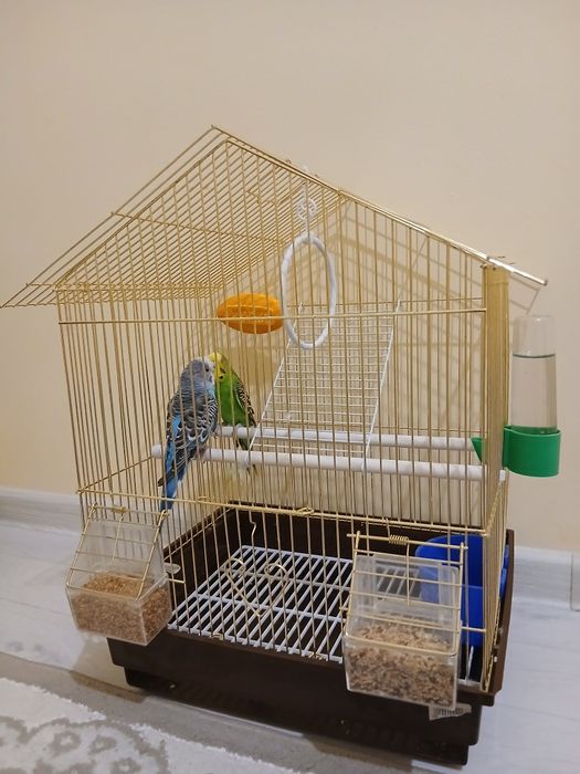 Папугай сатылады