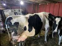 Vaci de Vanzare  Holstein cu vitei langa ele