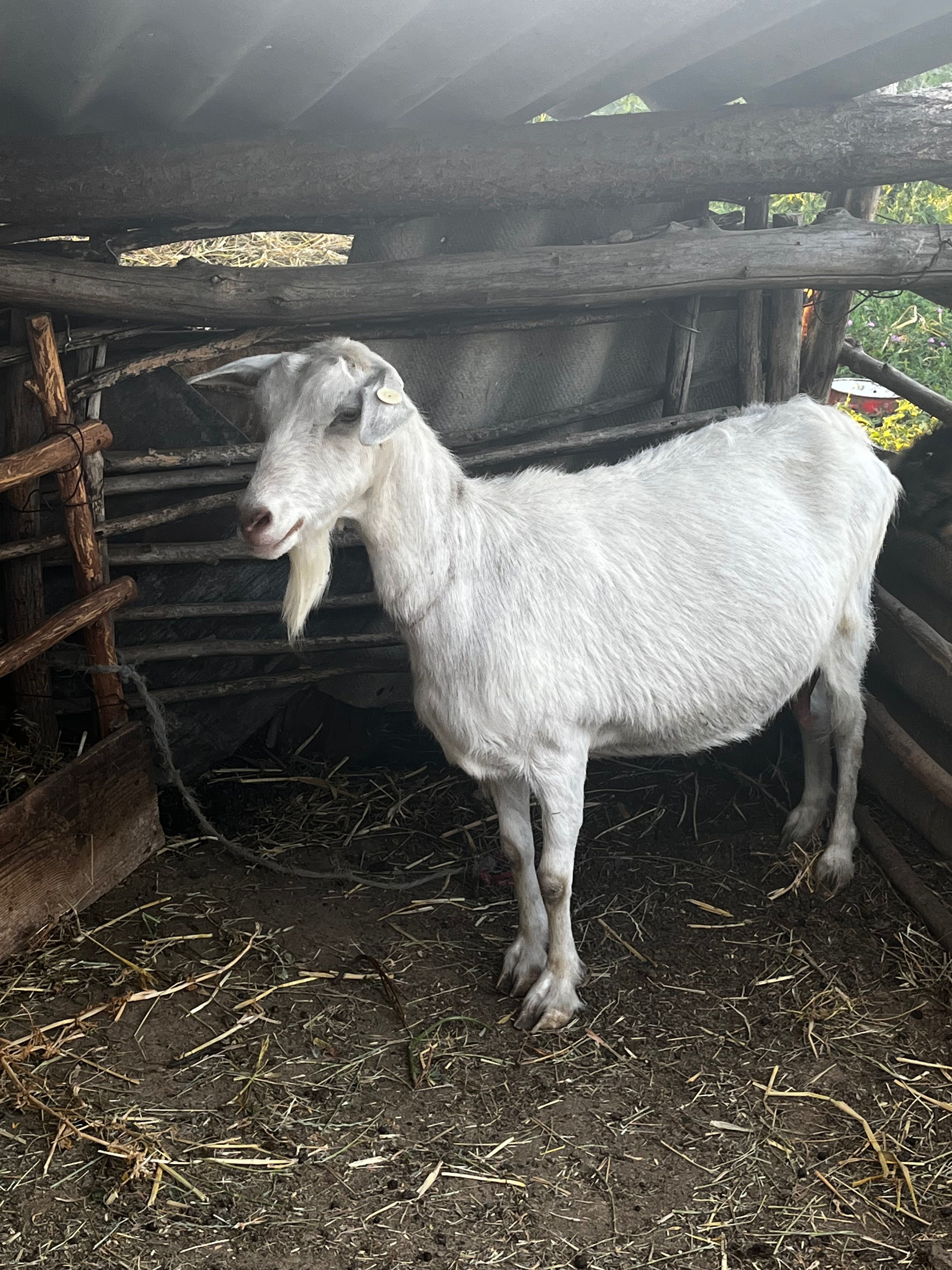 Capră şi țap alpin