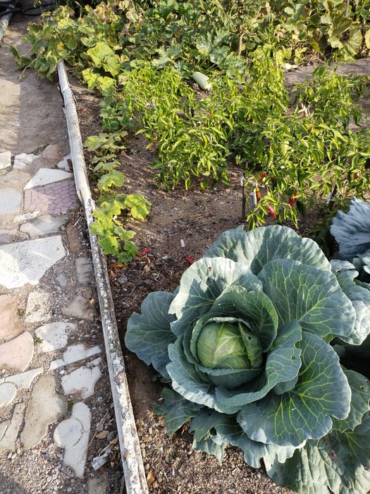 Продается дача 16,73 соток