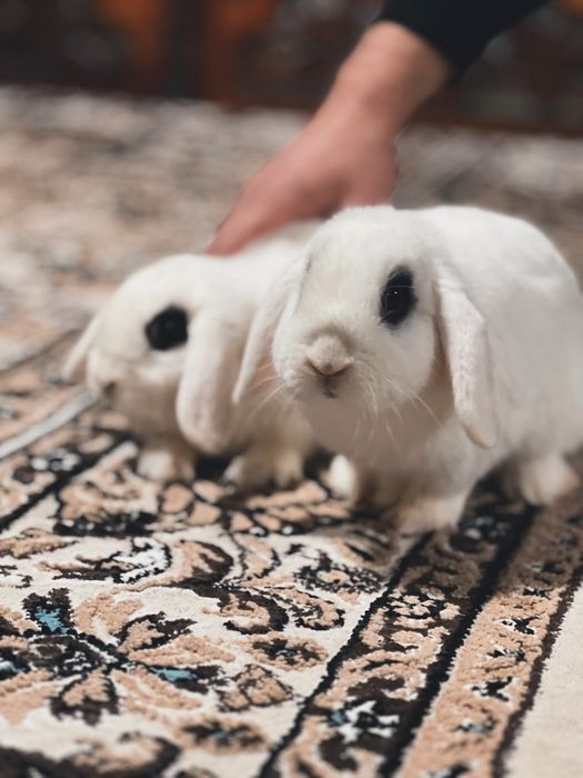 Quyon xatott va xatott baran