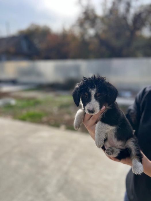 Отдам щенков даром