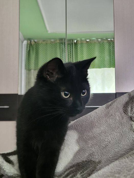 Чёрный кот бесплатно отдаю