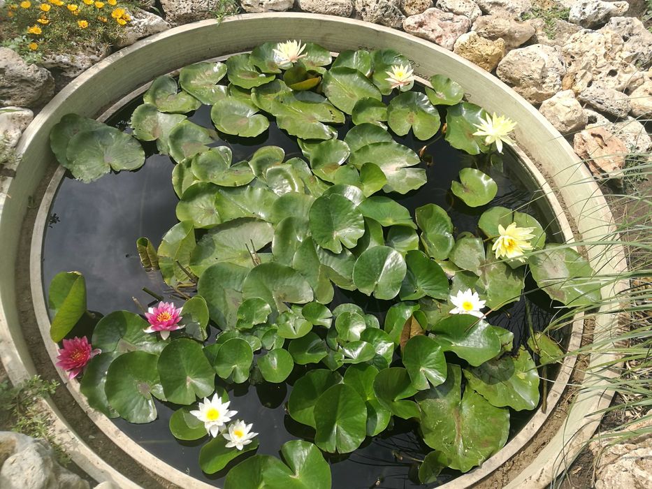 Nuferi parfumati si colorati