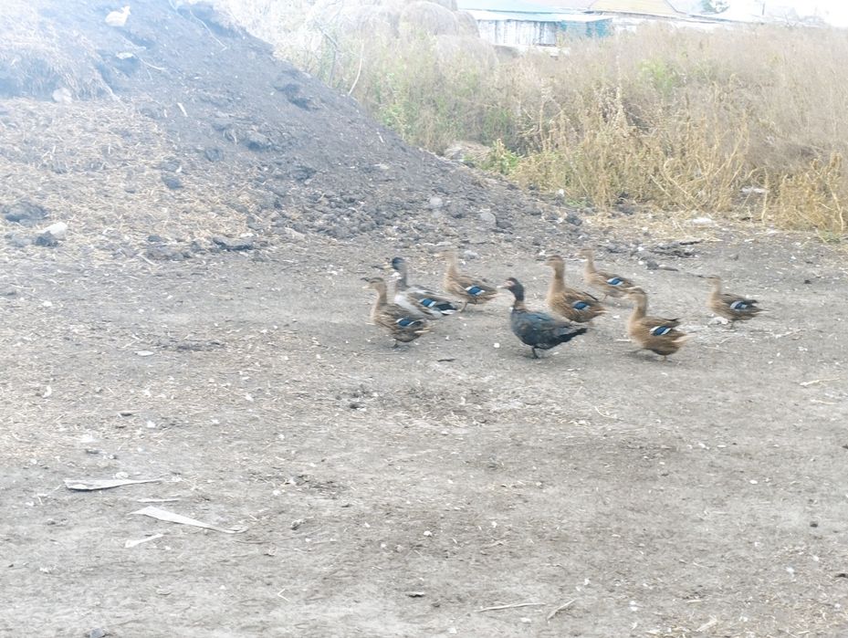 Продам подсадных уток