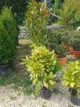 Ilex - Photinia - Laurocerasus - Plante ornamentale, spirale magnolia