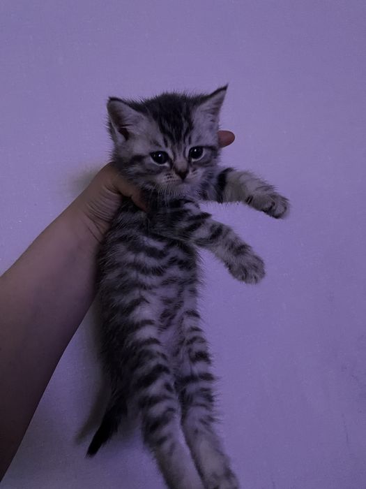 Кошка шотландская