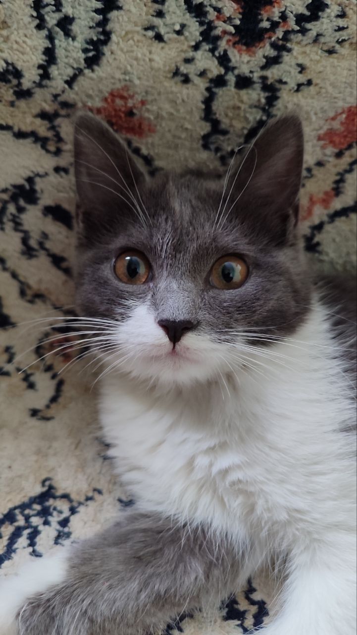 Кошка,  mushuk ozoda