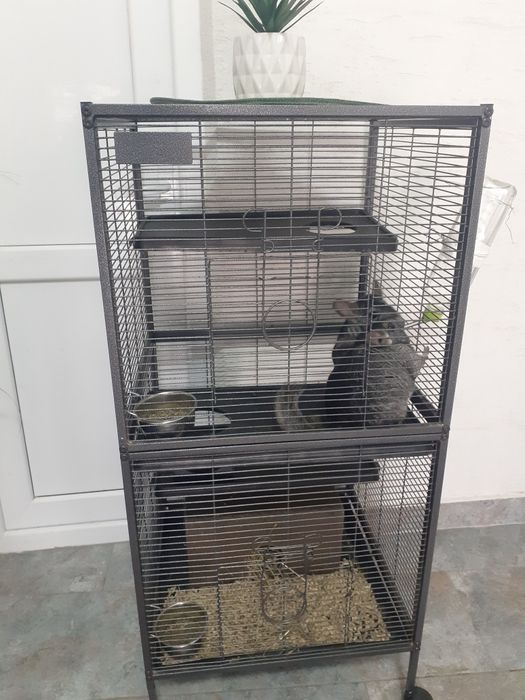 Cusca mare iepuri, pasari