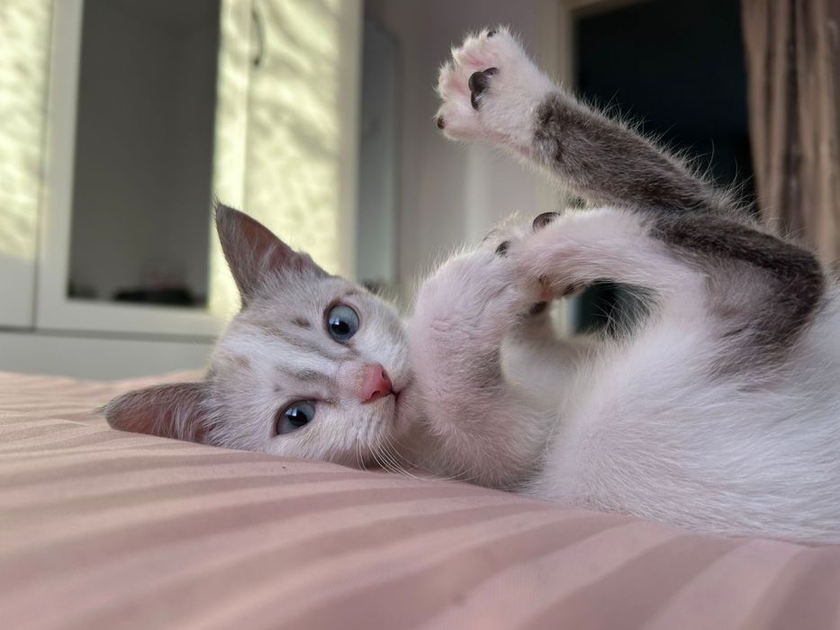 Отдадим кошечку в добрые руки