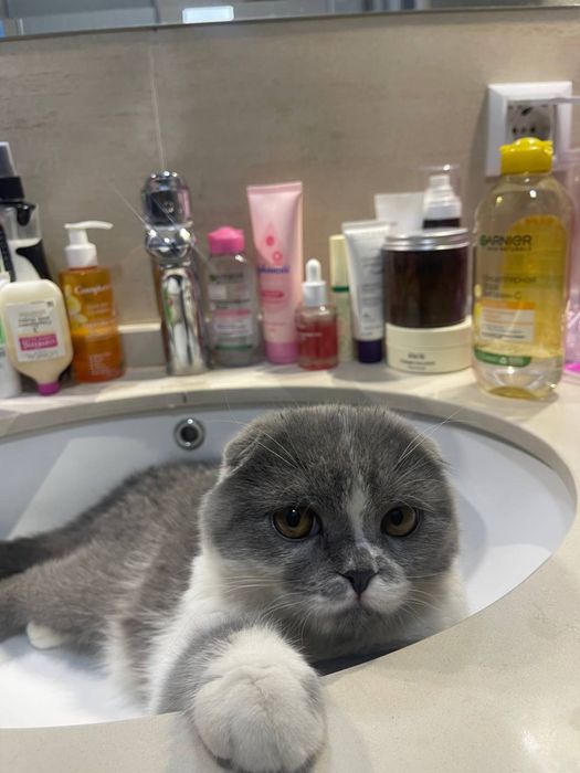 Scottish fold 1 yoshdan oshgan sotilmidi zotli mushu 2024 avgust