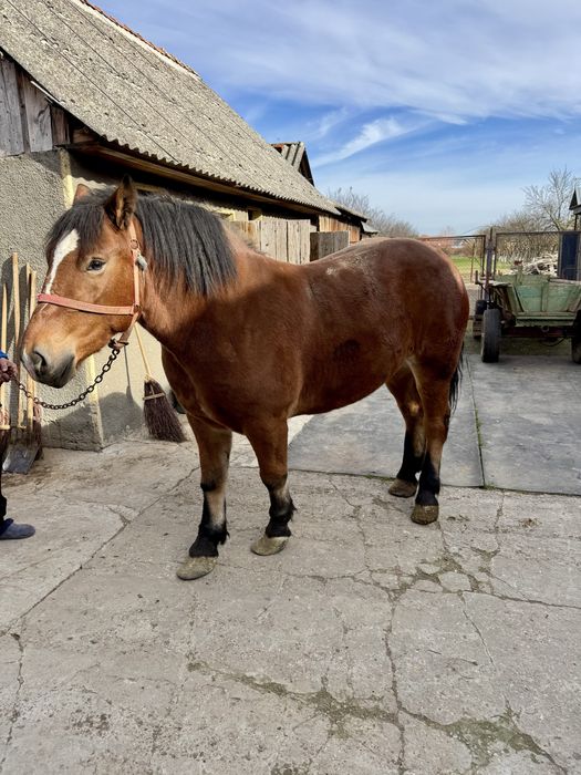 Manza 3 ani grozava