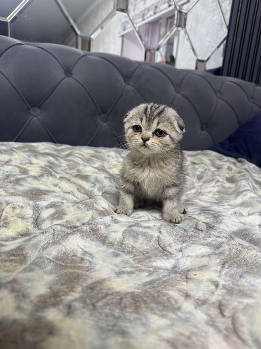 Шотландские котята