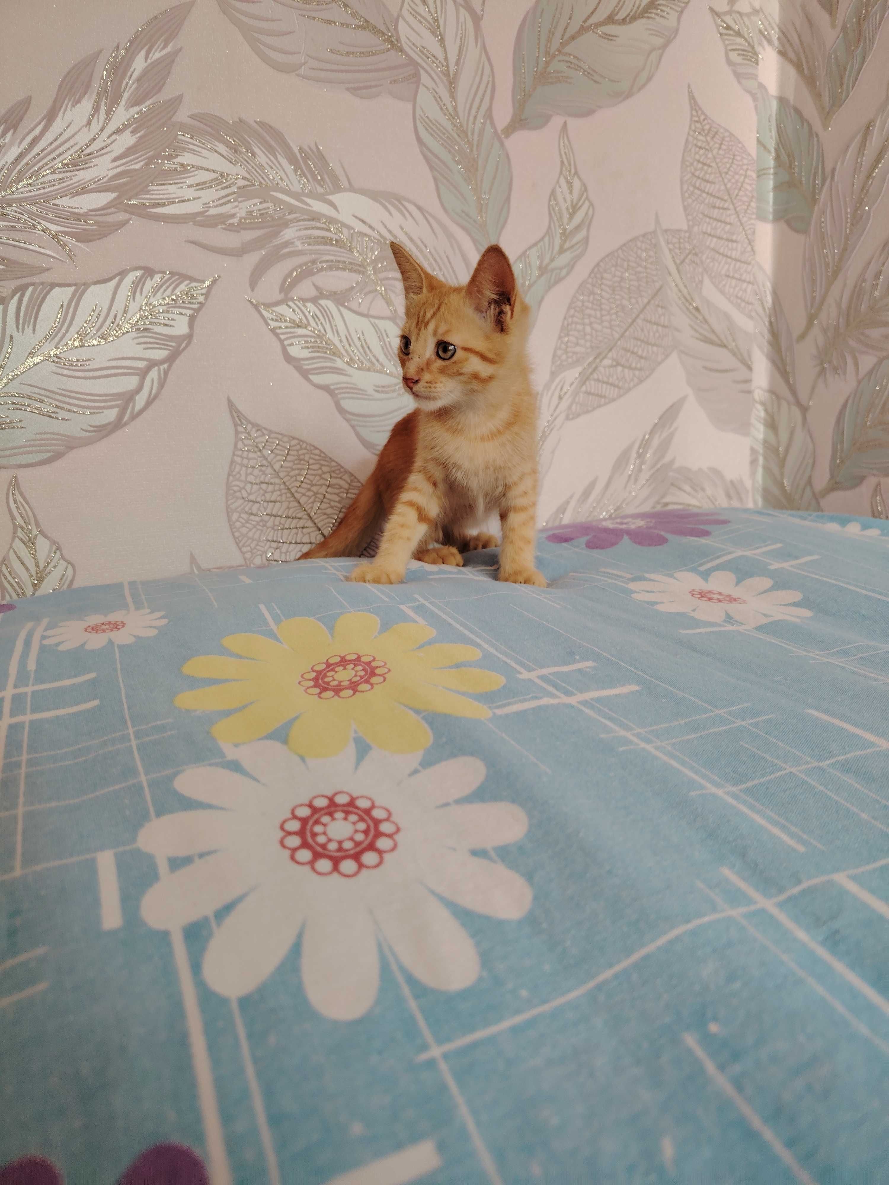 Отдам 3 котят, 2-2,5 месяца