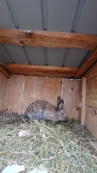 Schimb iepuri cu scule