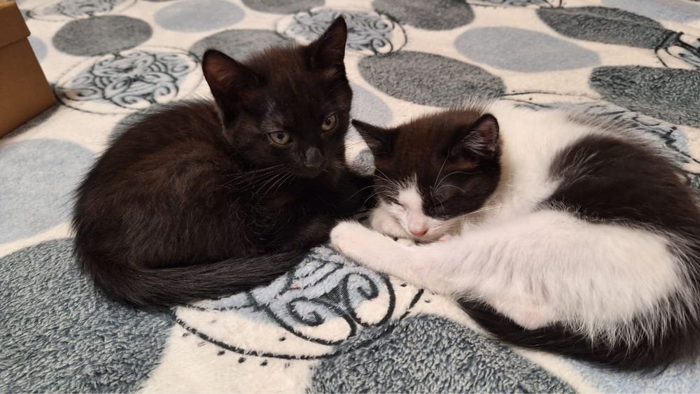 Отдам котят в добрые руки