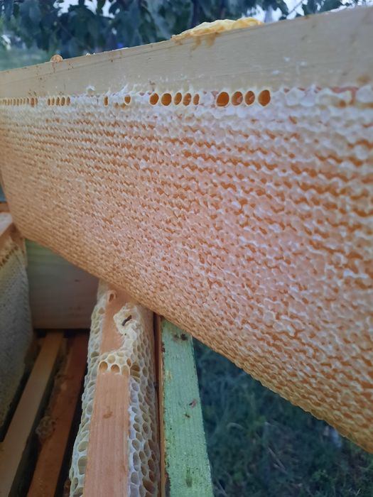 Miere Naturala producție 2025