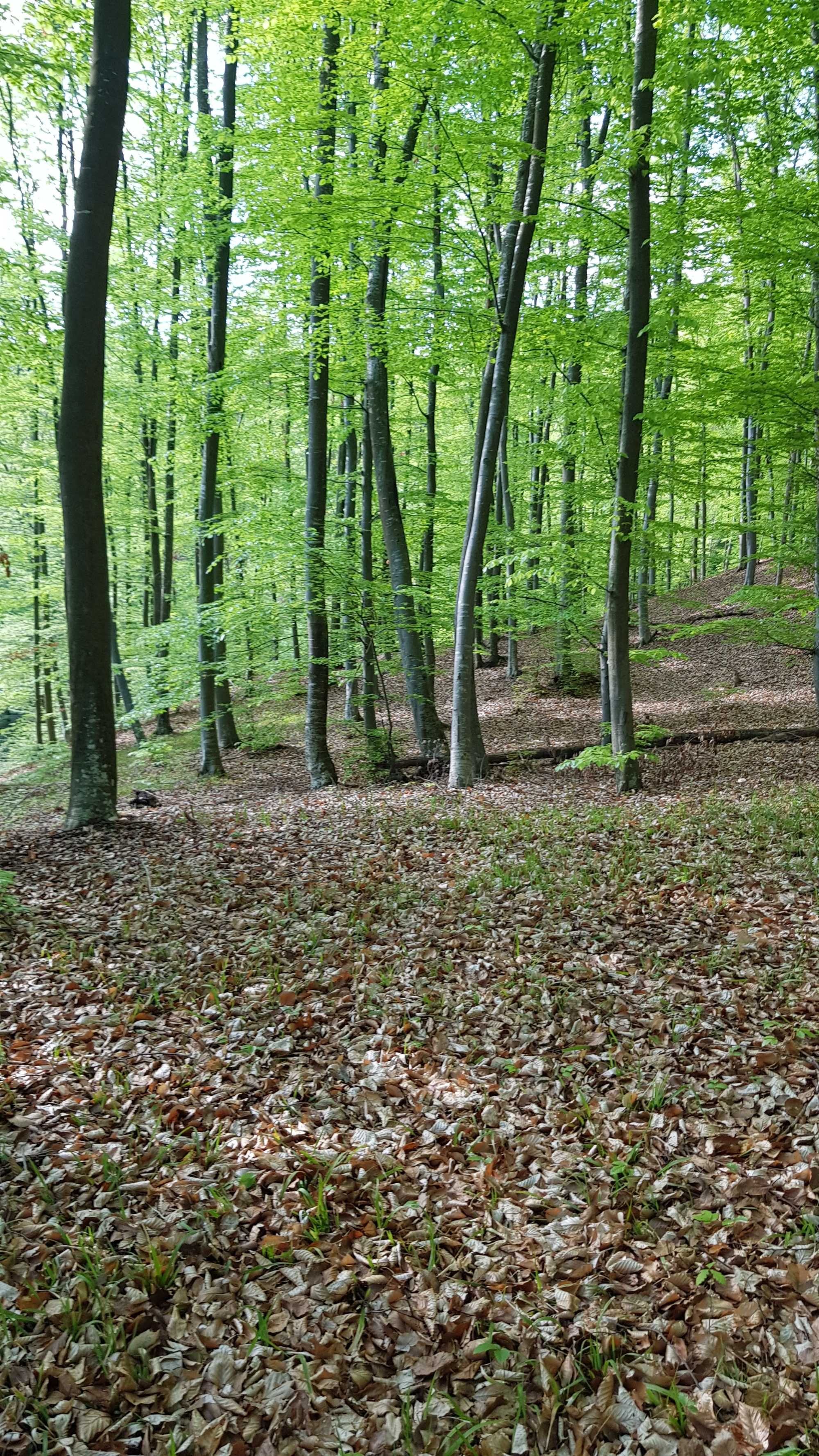 Teren la 7 km de Râmnicu Vâlcea - 1,19 Euro/mp.