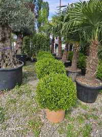 Buxus glob sempervirens !