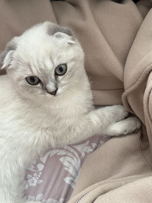 Срочно продаю кошка 4 мес.