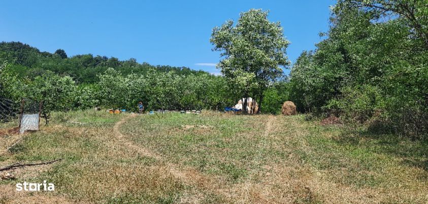 Teren intravilan Loc. Dobroteasa, jud. Olt