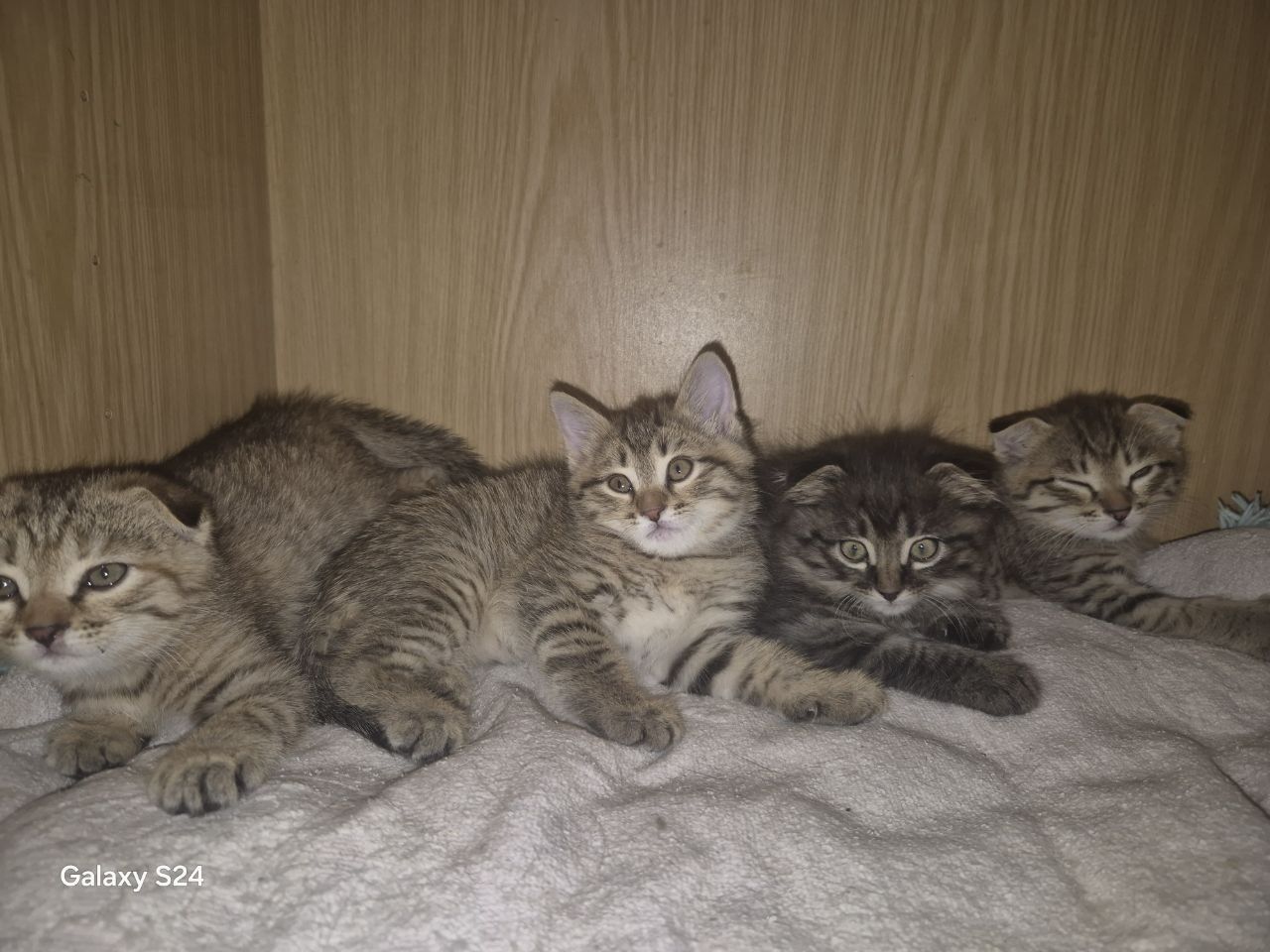 Отдам котенка бесплатно